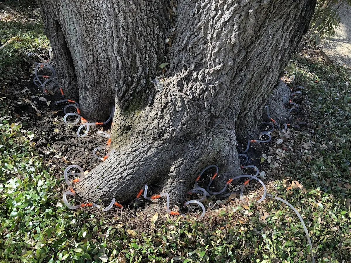 Detailed Tree Cabling and Bracing job site in Burnt Prairie