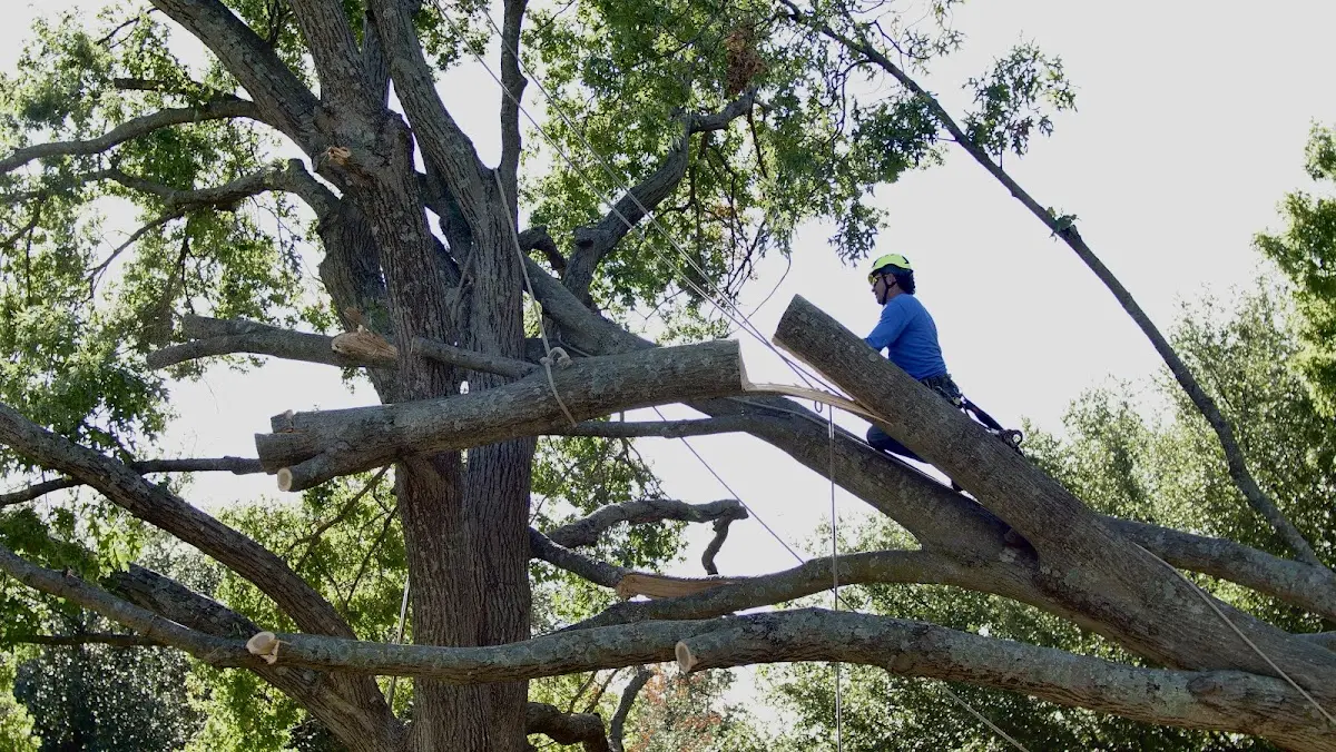 Professional Hazardous Tree Removal performed by certified arborists in Burnt Prairie