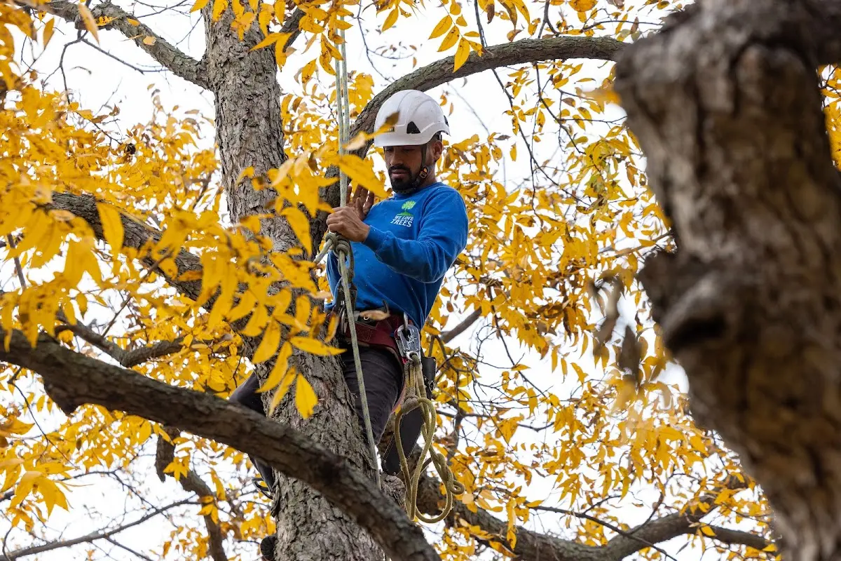 Skilled Tree Pruning crew working in Burnt Prairie