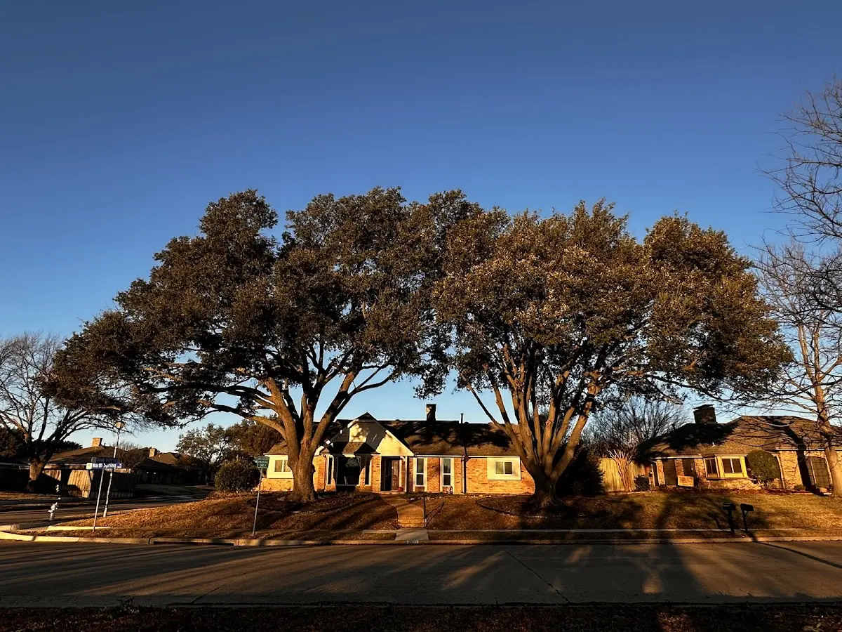 Established residential canopy tree shading a home in Burnt Prairie